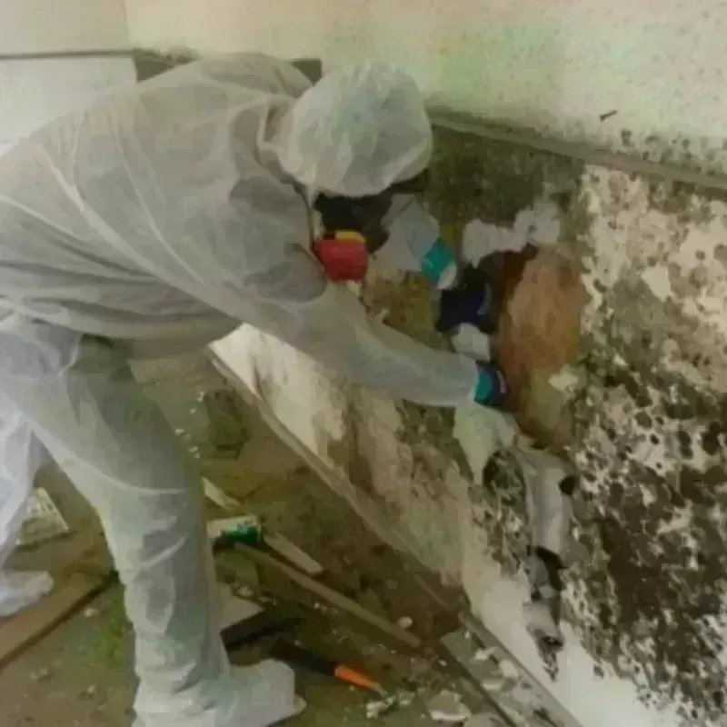 Mold Remediation and Removal in Tuscumbia, AL